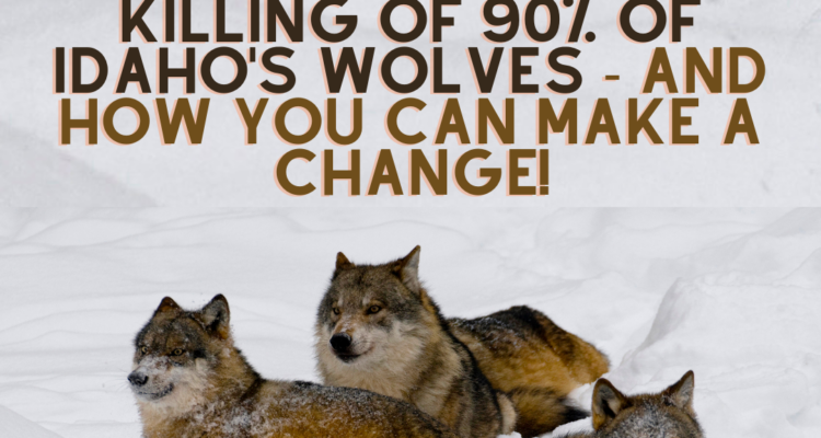 Help Idaho's Wolves
